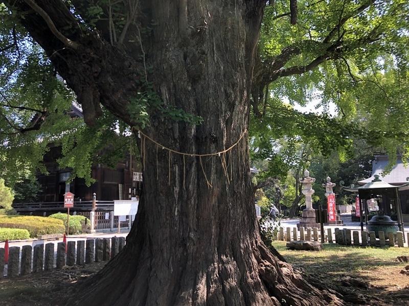 足利氏館-鑁阿寺大銀杏