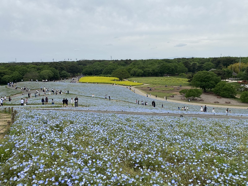 水戸市ひたち海浜公園ネモフィラ