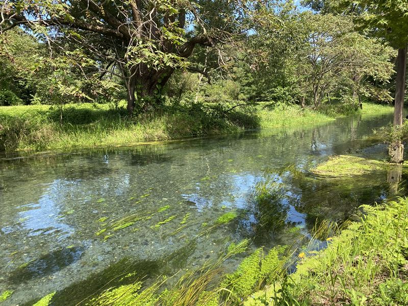 大王わさび農場
