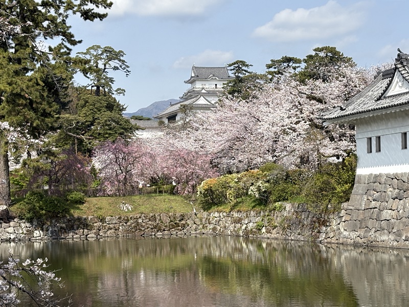 小田原城外堀り
