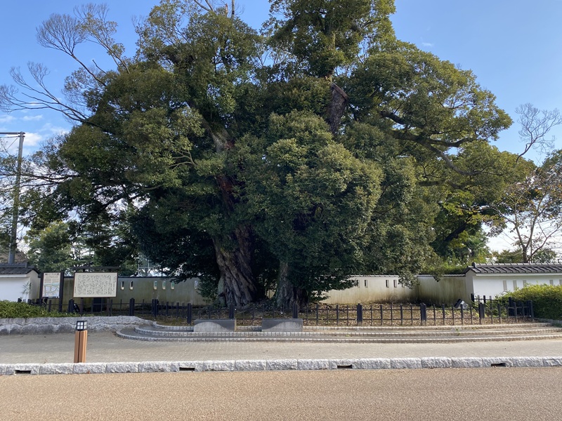 水戸城跡の大シイ